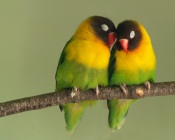 Love Birds