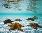 Sea Stars