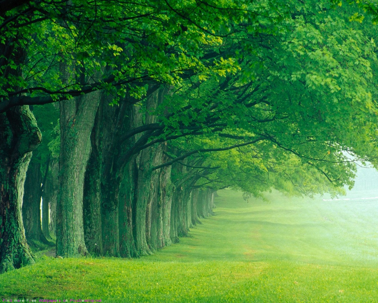 Beautiful Green Forest in the Fog