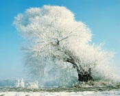 Icy Tree