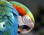 Exotic Parrot