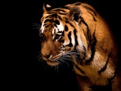 Bengal Tiger