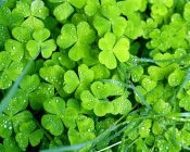 Green Clover