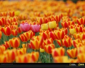 National Geographic: Tulips