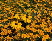 Marigolds