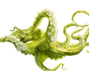 Green Octopus