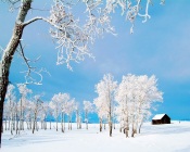 Frosted Winter Forest