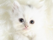 White Kitty