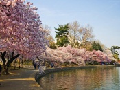 Sakura Lake