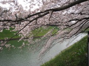 Sakura River