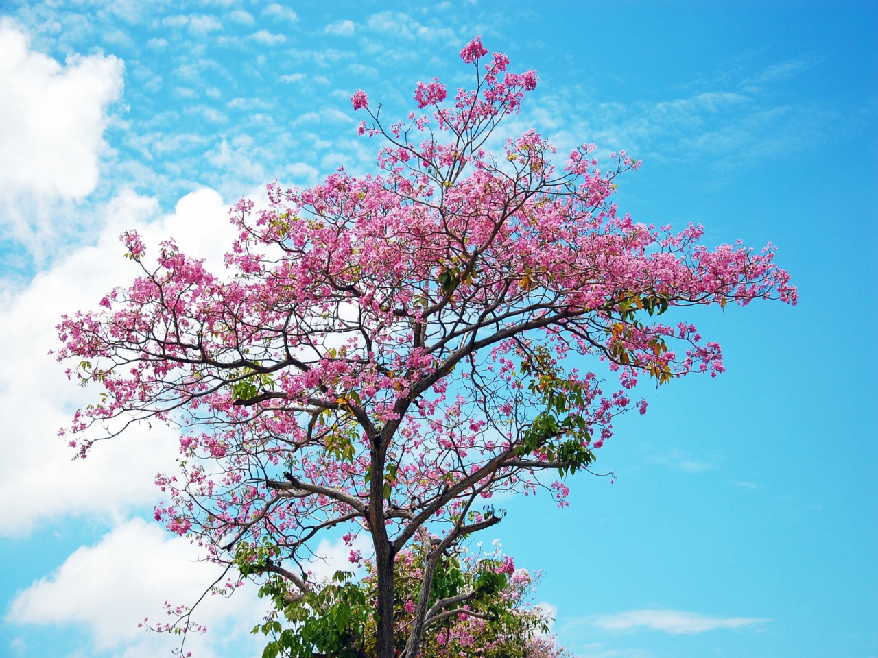 Sakura Tree