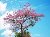 Sakura Tree