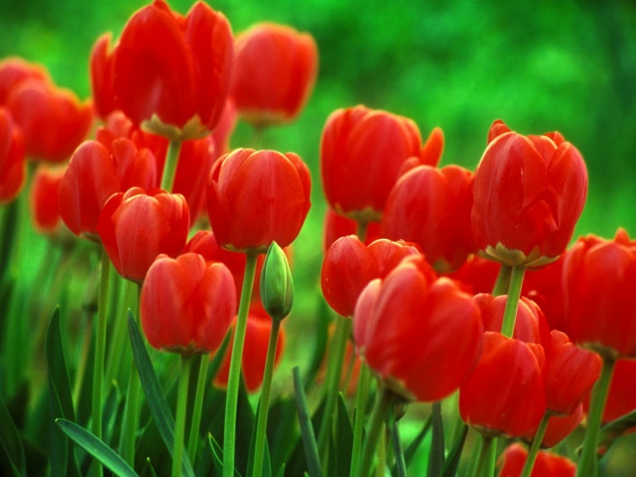 Red Tulips