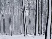 Snow Covered Forest