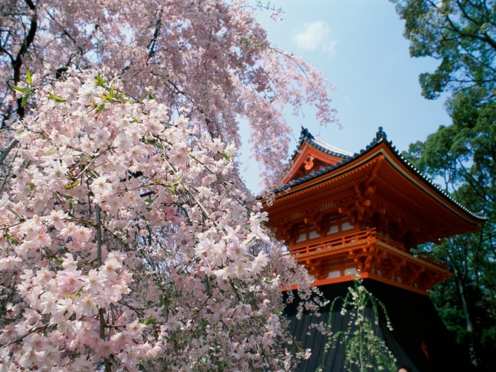 Cherry Blossoms, Ninnaji Temple, Kyoto, Japan