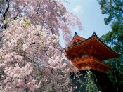 Cherry Blossoms, Ninnaji Temple, Kyoto, Japan kyoto