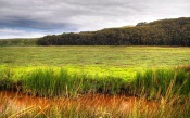 Green Field, Green Forest