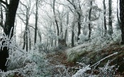 Snowy Forest