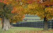 Autumn Tree's