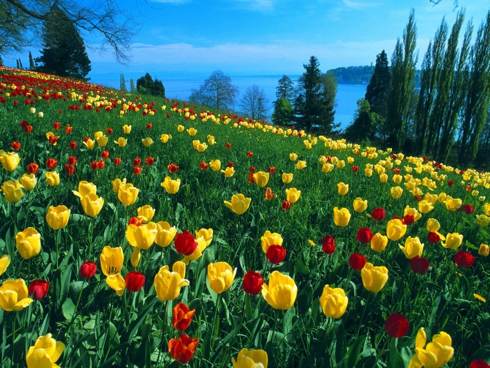 Tulips Field