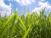 Grass and Sky