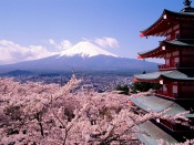 Cherry Blossoms and Mount