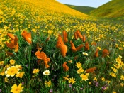 Poppies and Coreopsis