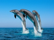 Bottlenose Dolphins