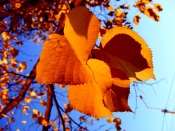 Orange Autumn Leaves