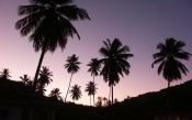 Twilight Palms