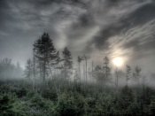 Haze Forest