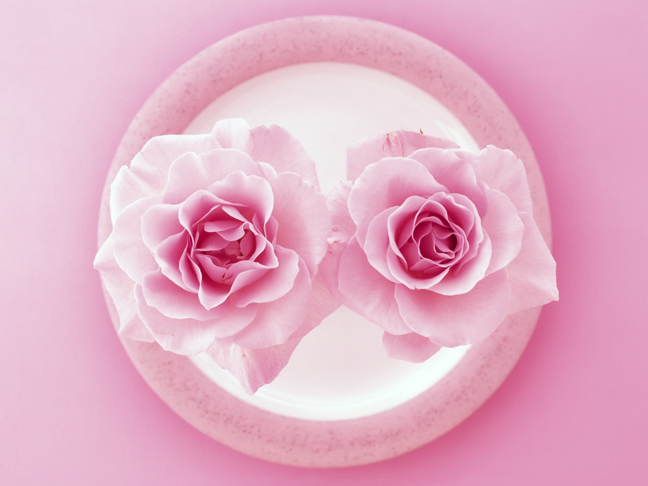 Two Pink Roses on the Plate