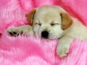 Doggy on Pink