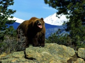 Aggressive Bear