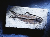 Fossilized Fish