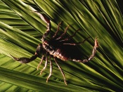 Scorpion