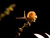 Sunrise Snail