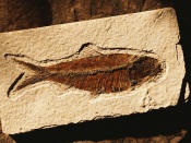 Fossil Fish