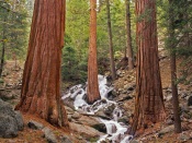 Forest Waterfall