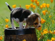 Doggy With Flowers