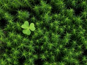 St. Patrick's Day Clover