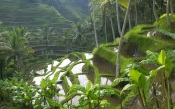 Rice Paddy Terraces in Bali, Indonesia