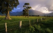Storm Lit over Kahikatea Trees and Fence in New Zealand