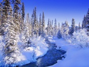 Winter River Forest