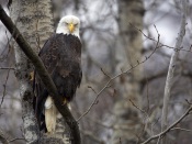 Bald Eagle on Tree