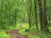 Green Forest Path