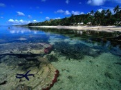 Starfish Along the Coral Coast of Viti Levu, Fiji