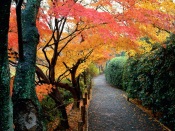 Autumn Colors, Kyoto, Japan kyoto