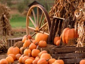 Pumpkins Harvest