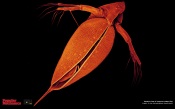 Ventral view of Daphnia pulex (common water flea) (10X)